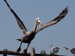 IMG_7747a